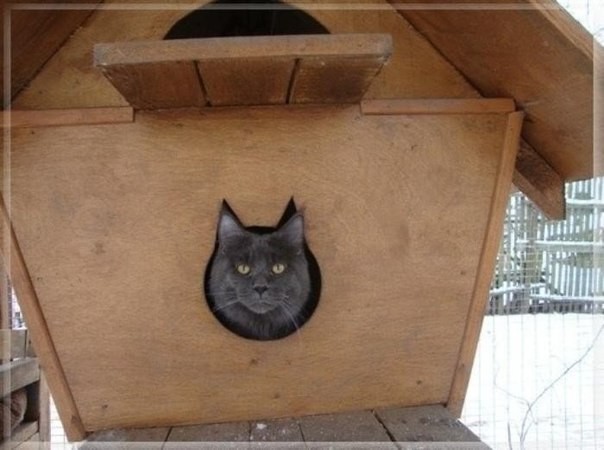 Коты и Кошки