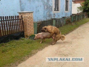 Сделал печку
