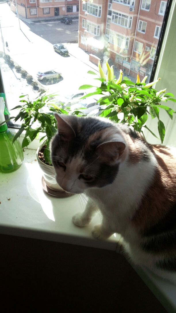 Котовторник 13.03.2018