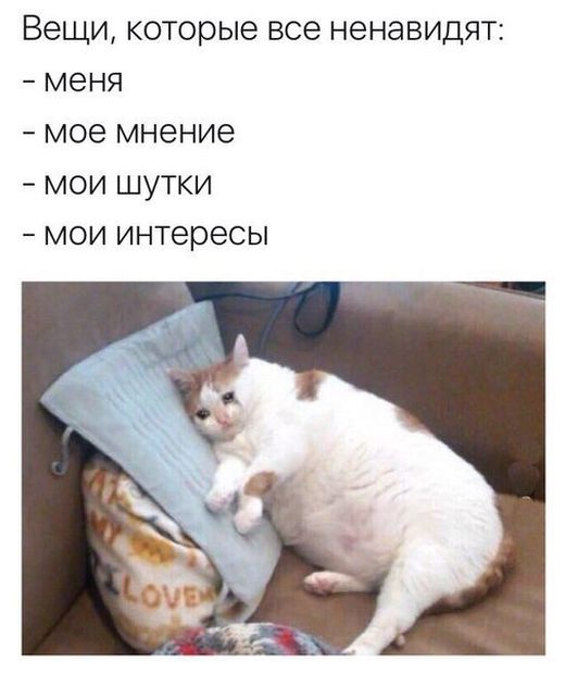 Кот без прикрас
