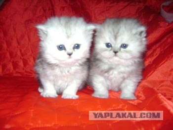 Котовторник (16.09.08)