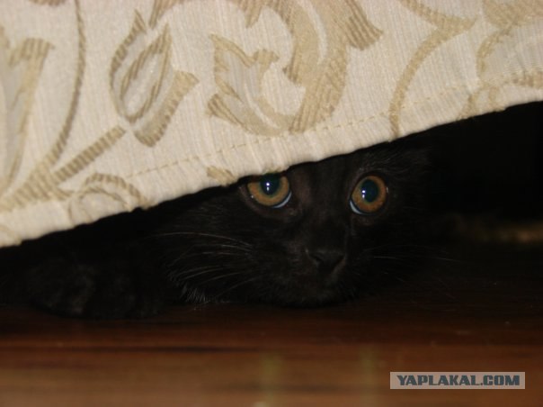 Котовторнику Да (09.12.08)