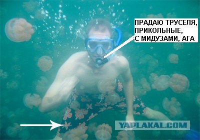 Миллионы медуз в одном озере