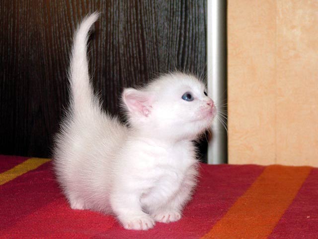 Котовторник (02.06.2009)