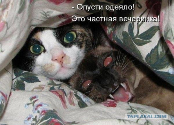 Картинки о животных