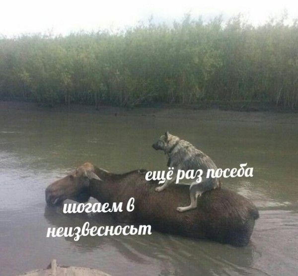 Специфический юмор