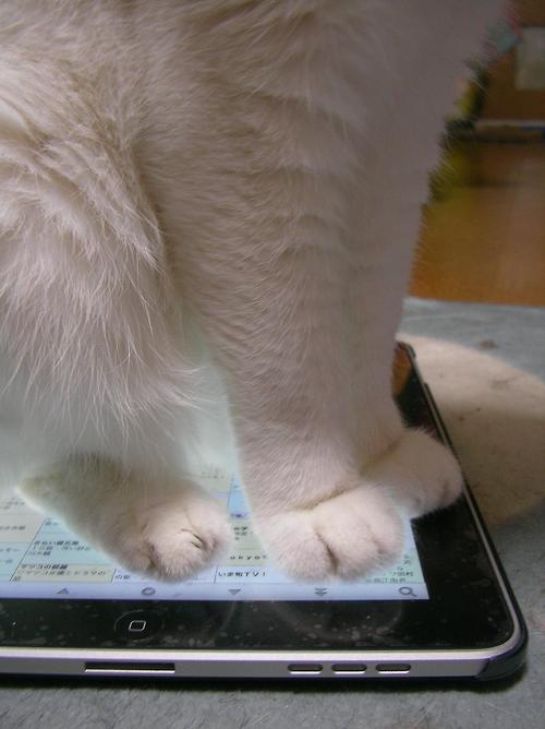 Котовторник на 22 июня