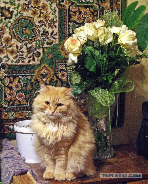 It's Catursday Fever! (Котовторник)