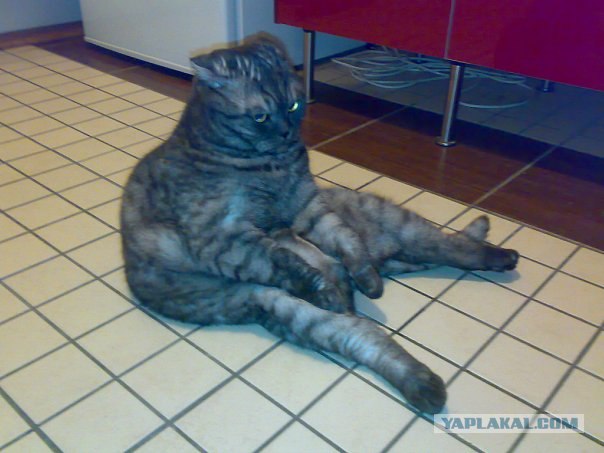 Котовторник  07.06.11