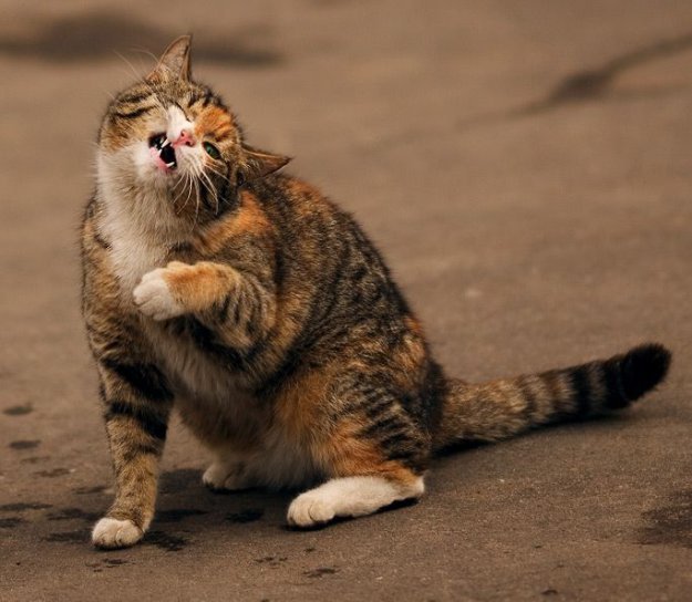 Супер-котофото на котовторник