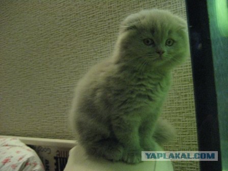 Котовторник (21.02.2012)