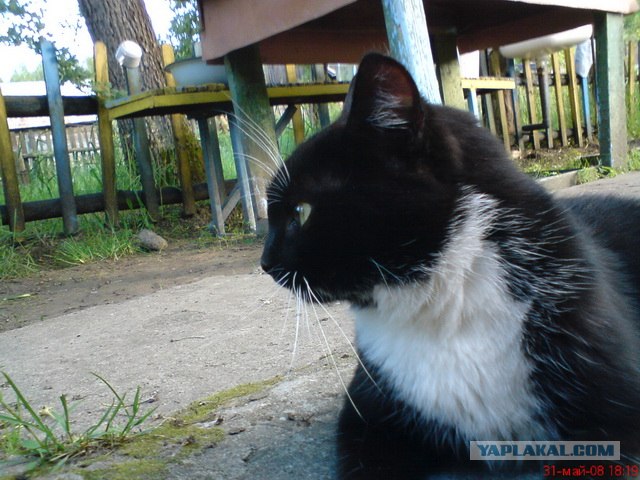Котовторник  от 3.04.2012