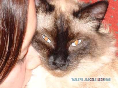 Котовторник 31.07.2012 г.
