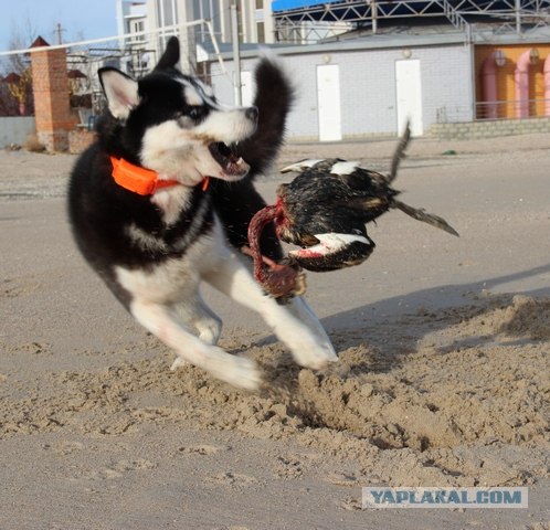 Собакочетверг