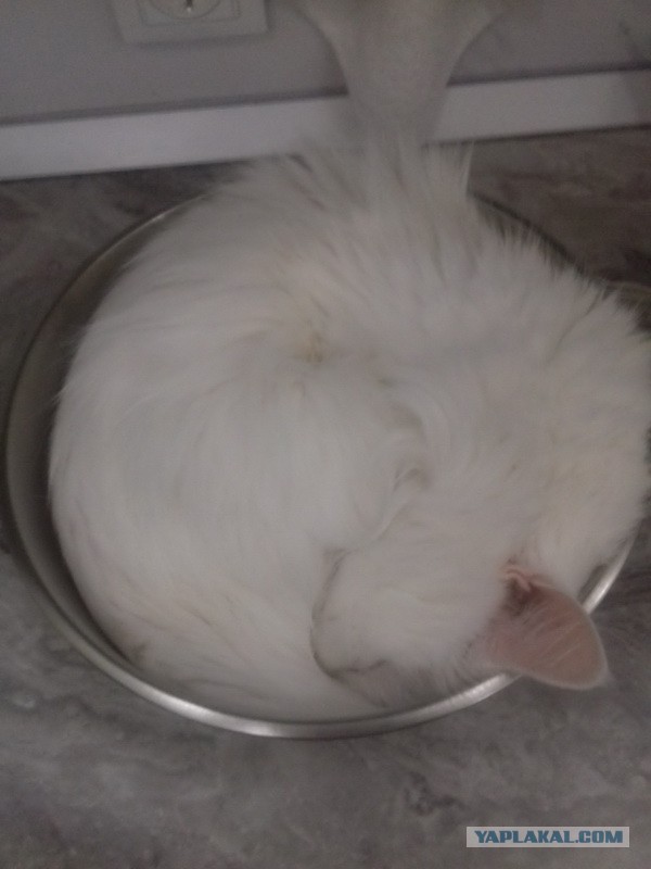 Что значит поза, в которой спит твоя кошка