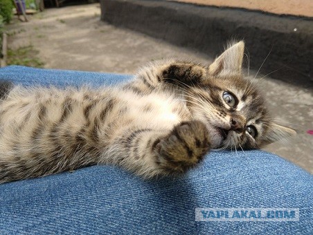 Котовторник
