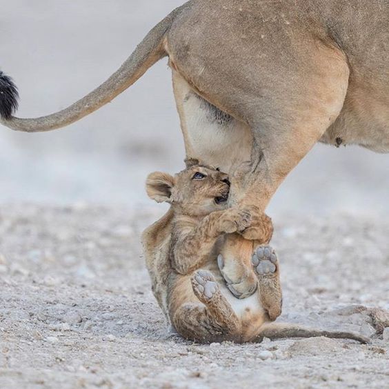Большие кошки с котятами