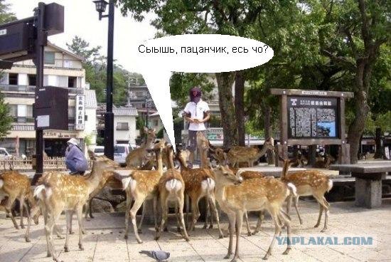 Миядзима
