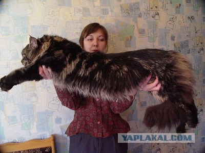 Женщина купила котенка, но он вырос почти до размера волка и рычит по ночам