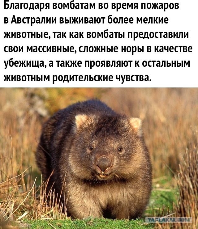 Ну раз заходят, то нате ещё боянов