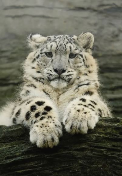 На Камчатке спасают пса, который защитил хозяина от четырёх медведей