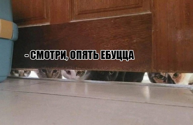 Веселые картинки в понедельник (11.11)