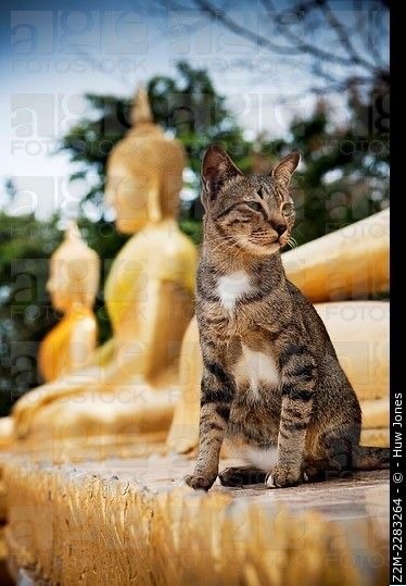 Кошки на развалинах города Помпеи