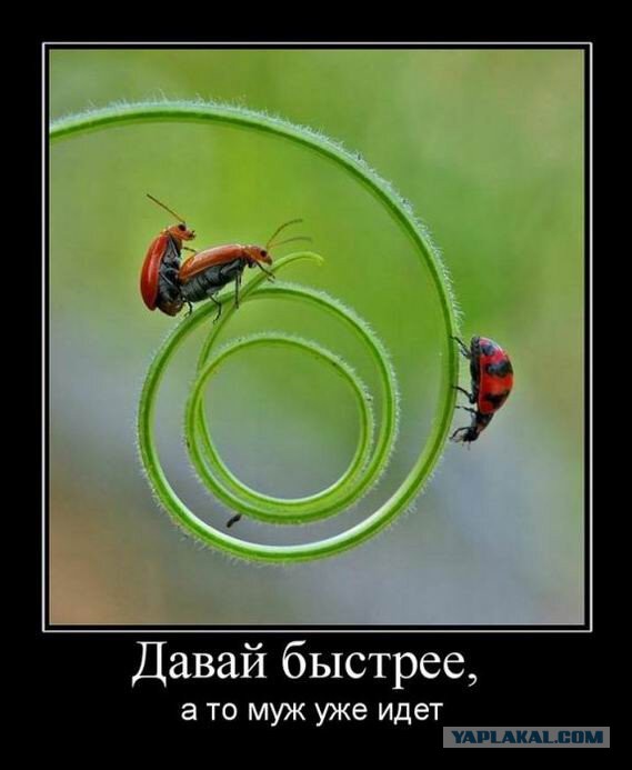 Объявлены финалисты конкурса самых забавных фотографий животных Comedy Wildlife Photography Awards 2024