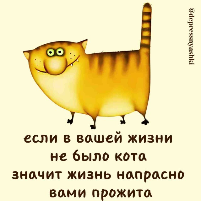 Котэ, совэ и все-все-все