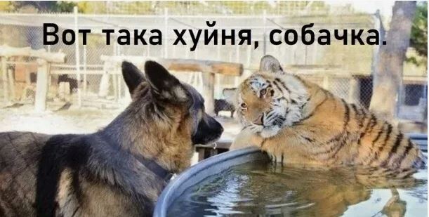 Тела убитых в ОАЭ криптобизнесмена из России и его жены нашли в пустыне