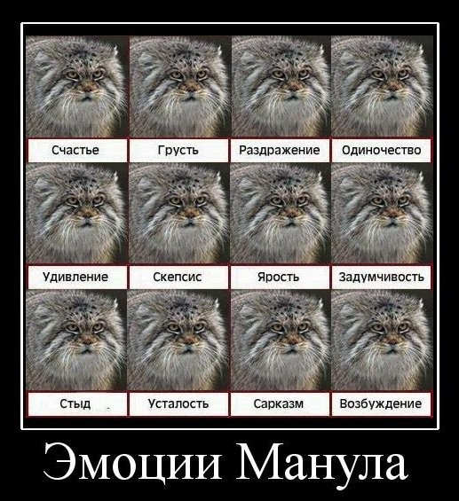 Сразу семь манулят попали в объектив фотоловушки в Туве