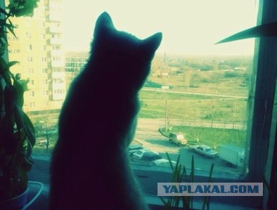 Котовторник 6.05.2014