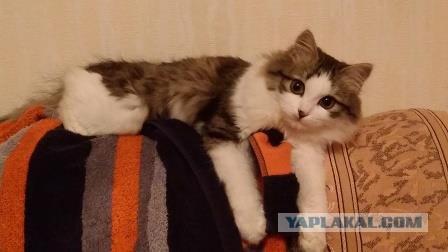 Кот, просто кот.