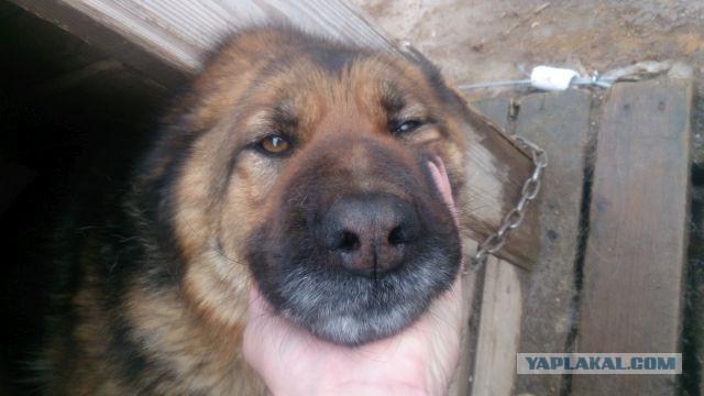 На девушку натравили свору собак