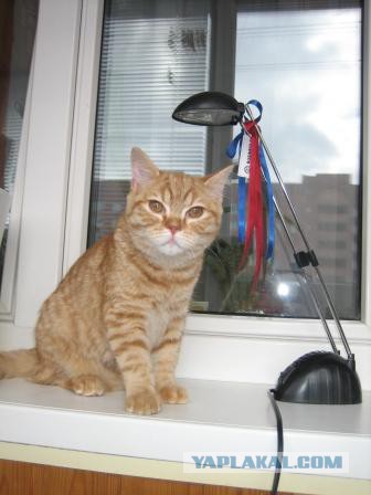 Хорошая девочка Лена