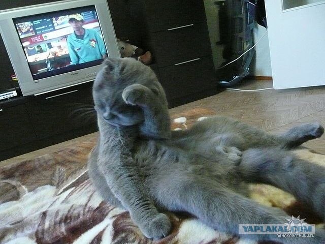 Эротический фотосет "гламурной кисы" у зеркала