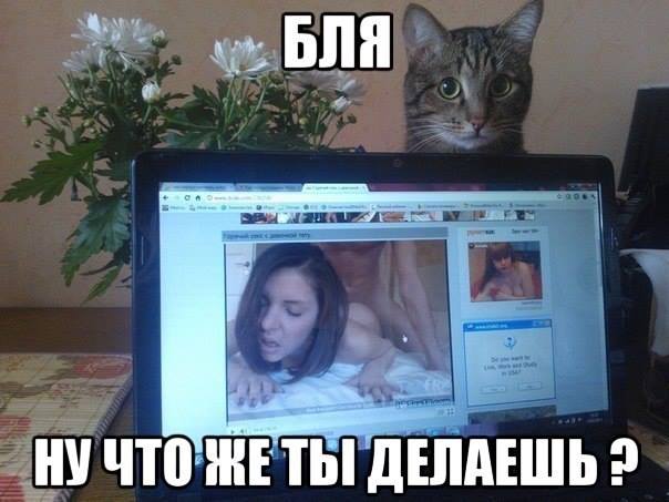 Картинки + гифки.