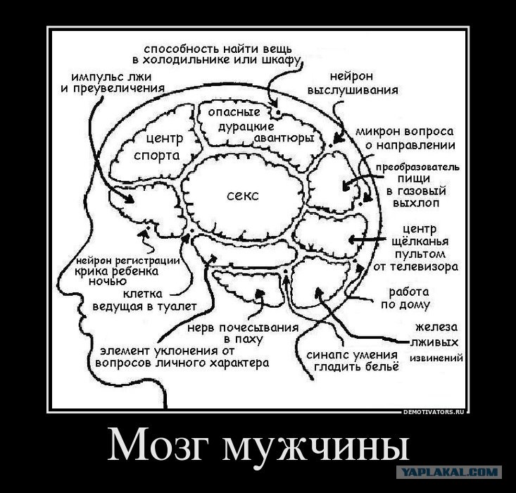 Мужской Мозг Женский Мозг Картинки