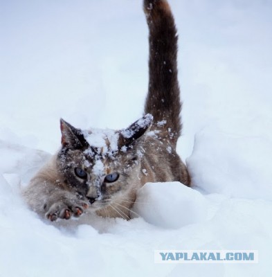 Котовторник 17.11.2015