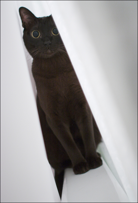 Дюжина кошаков
