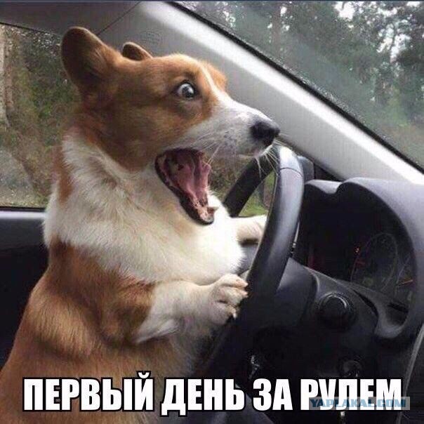 Картинки из сети