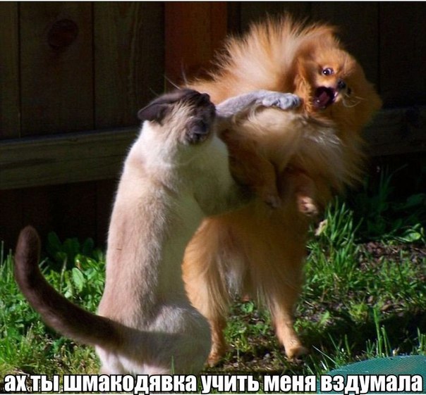 Мохнатые беспредельщики