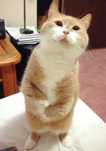 Прикольные животные