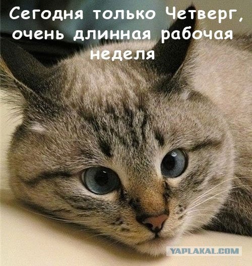 Действия России на случай нападения США в Сирии