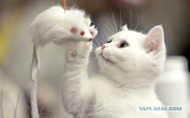 Коты из сети