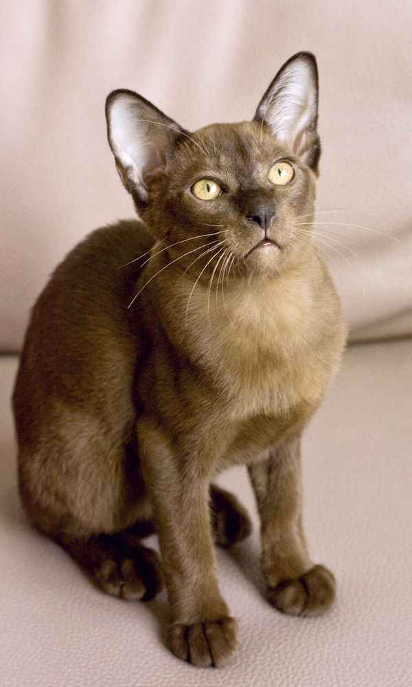 Коты из сети