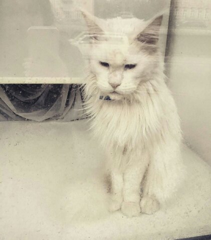 Коты из сети