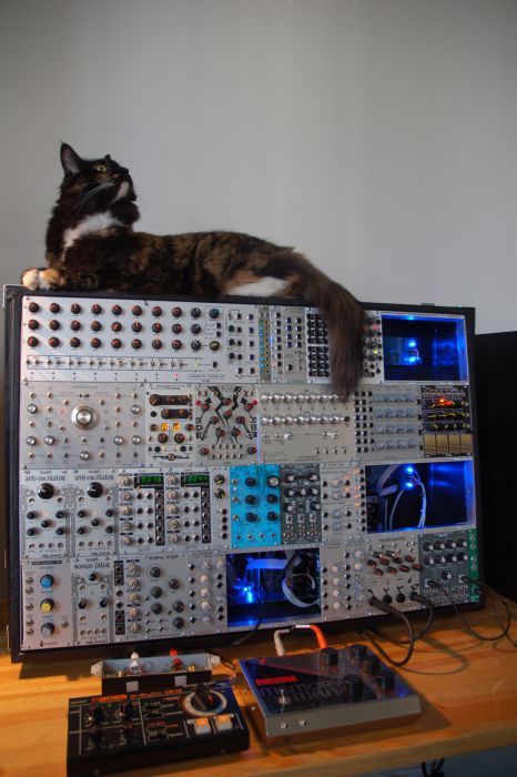 Коты и Кошки