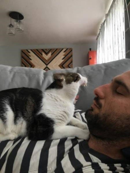 Коты и Кошки