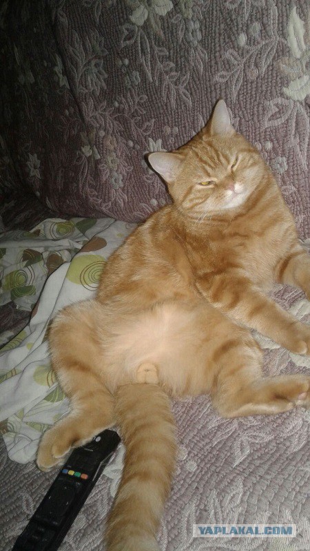 Коты, которые разучились сидеть по-кошачьи
